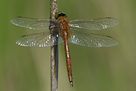 Aeshna isoceles